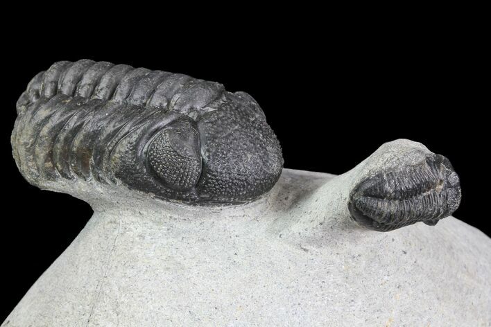 Detailed Austerops & Gerastos Trilobite Association #76981